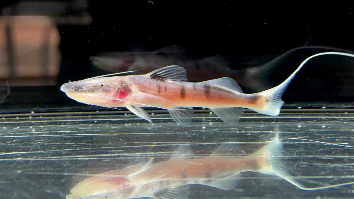 ゼブラキャット