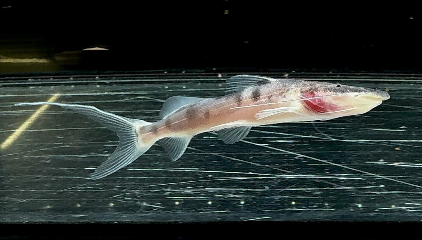 ゼブラキャット