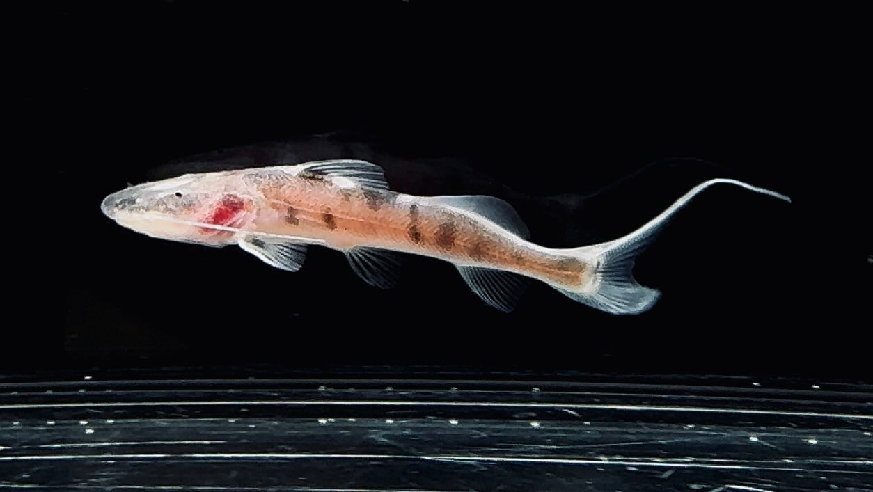 ゼブラキャット