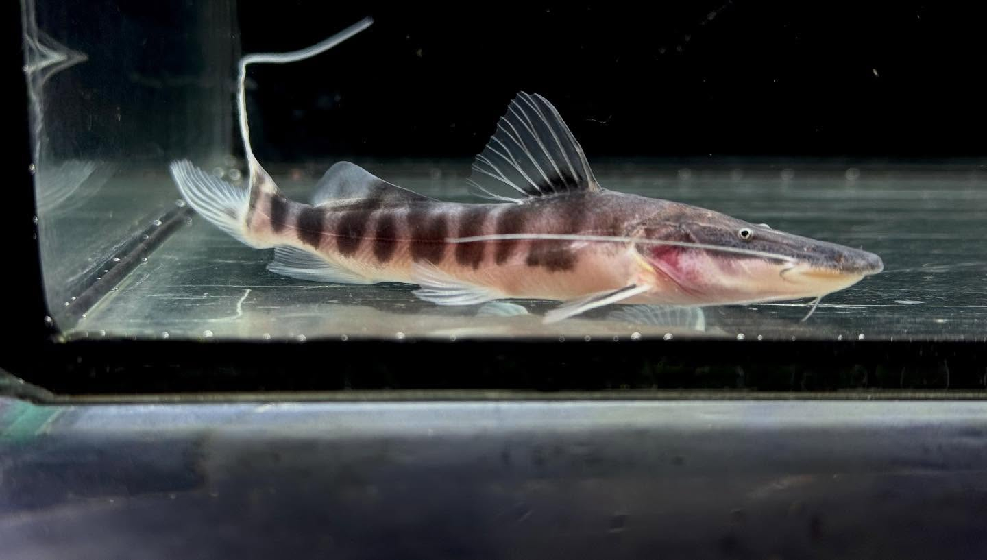 ゼブラキャット