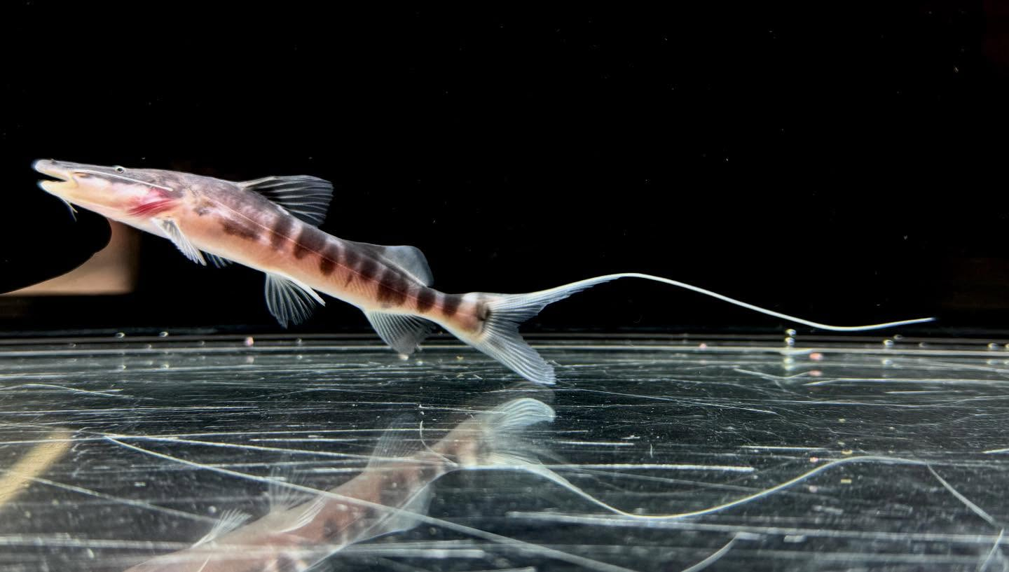 ゼブラキャット