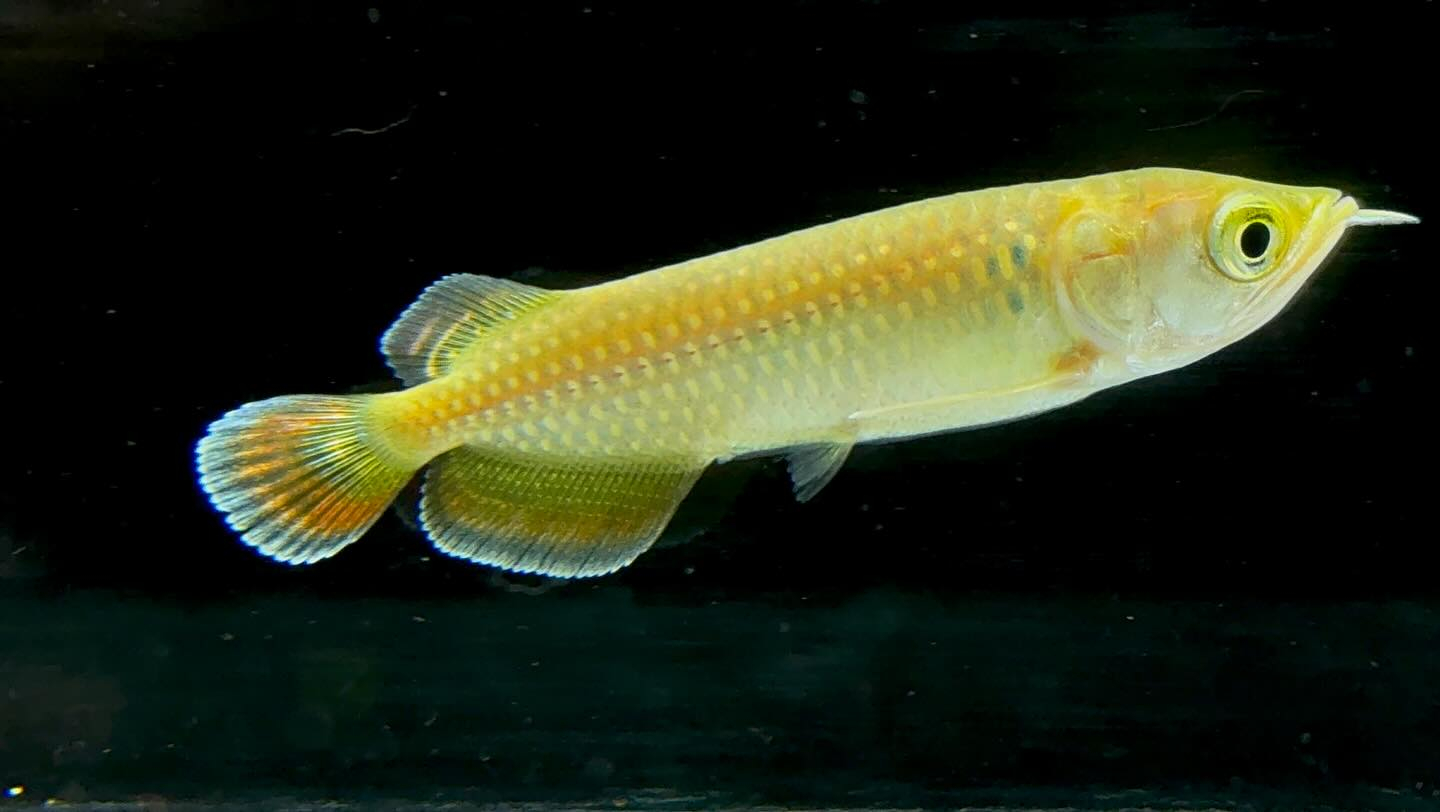 ノーザンバラムンディ ¥9800