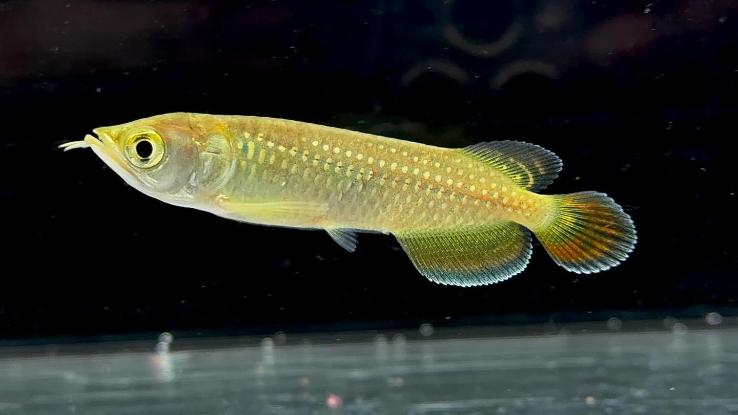 ノーザンバラムンディ ¥9800