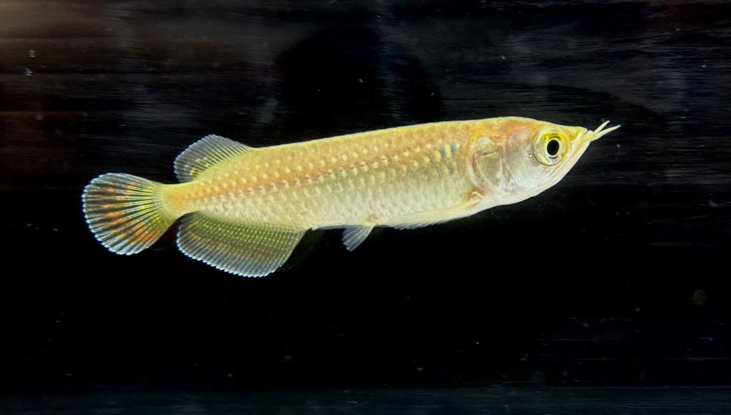 ノーザンバラムンディ ¥9800