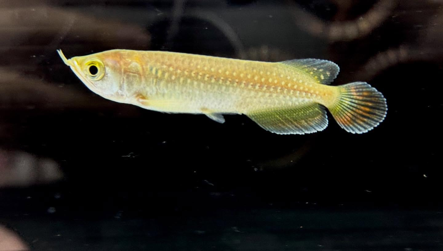 ノーザンバラムンディ ¥9800