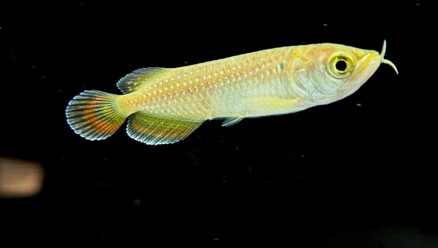 ノーザンバラムンディ ¥9800