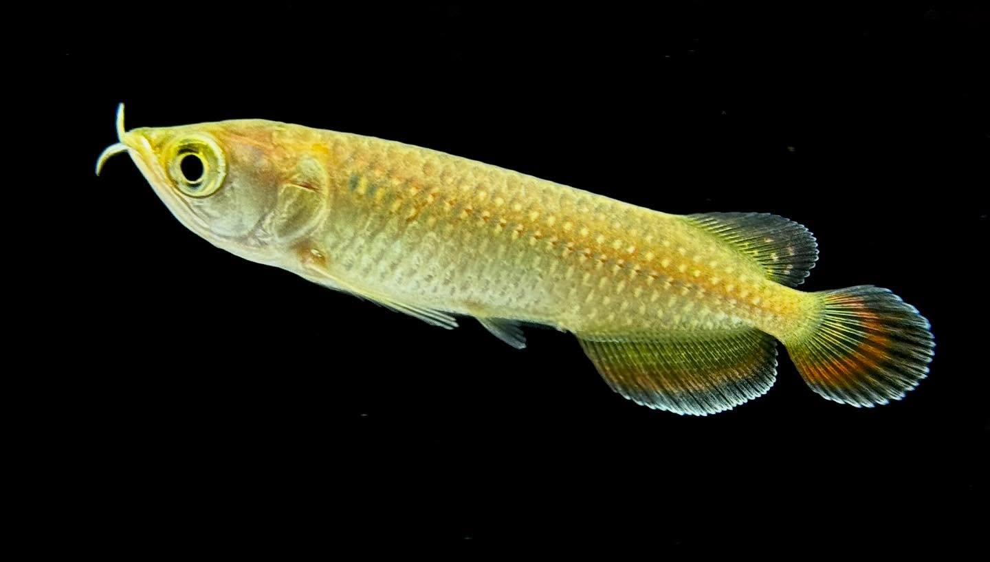 ノーザンバラムンディ ¥9800