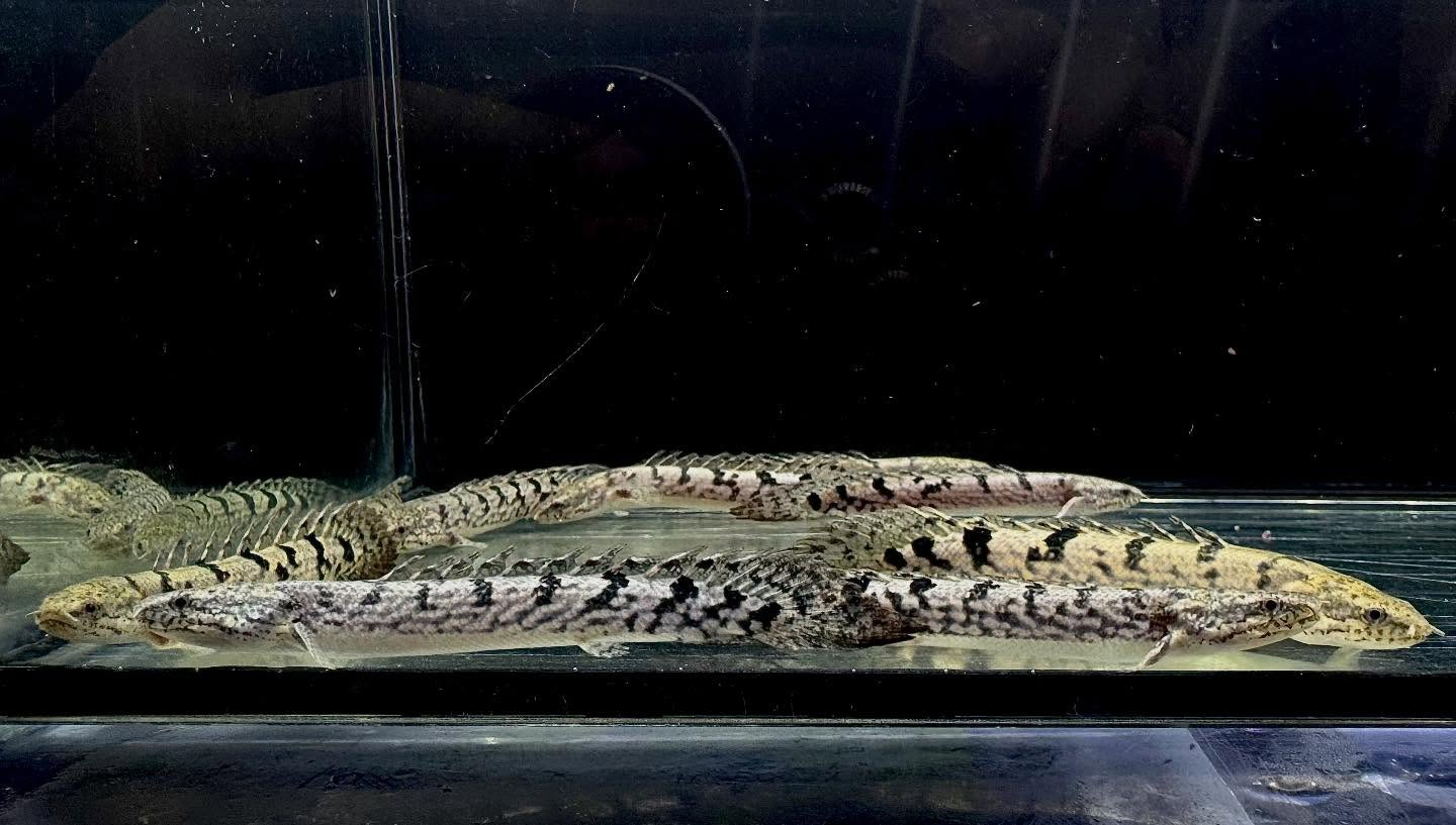 aquastyleg.base.shop/items/127...