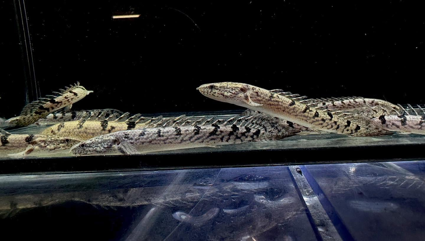 aquastyleg.base.shop/items/127...