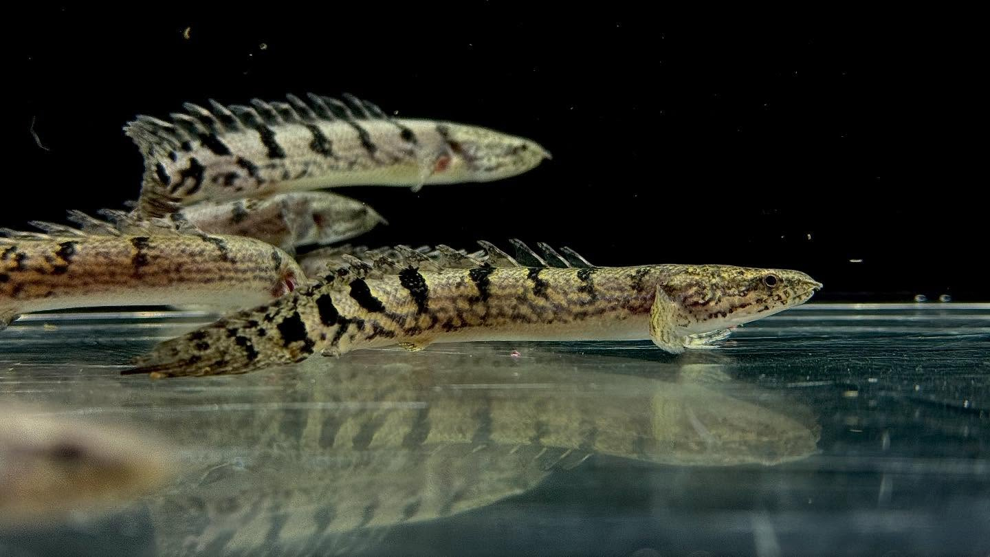 aquastyleg.base.shop/items/127...