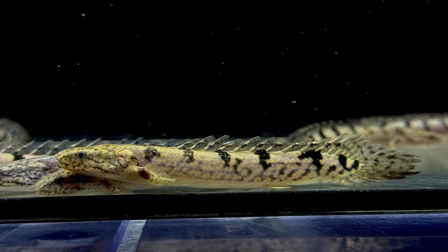 aquastyleg.base.shop/items/127...