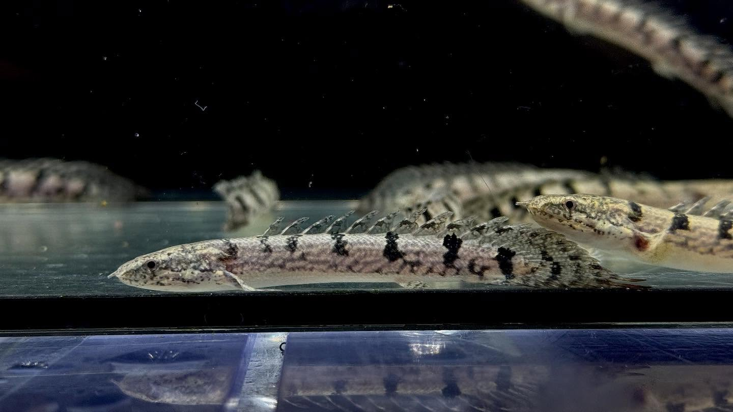 aquastyleg.base.shop/items/127...