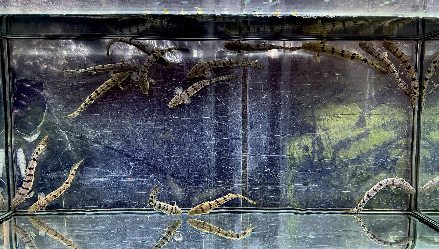 aquastyleg.base.shop/items/127...