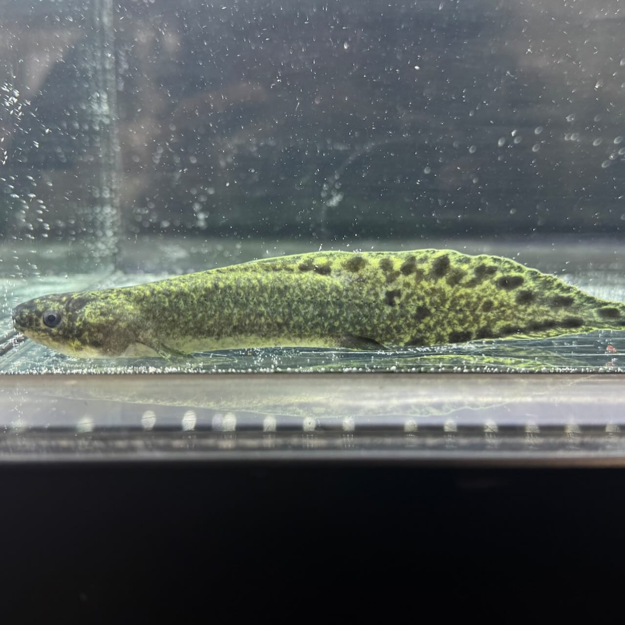 ★ボーナスSALE★