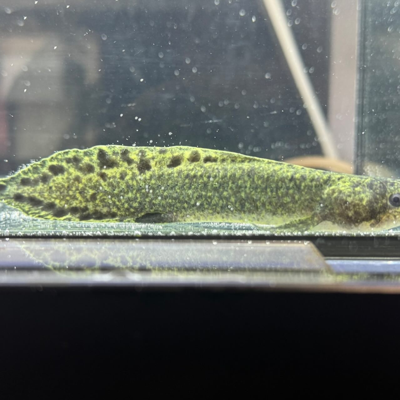 ★ボーナスSALE★