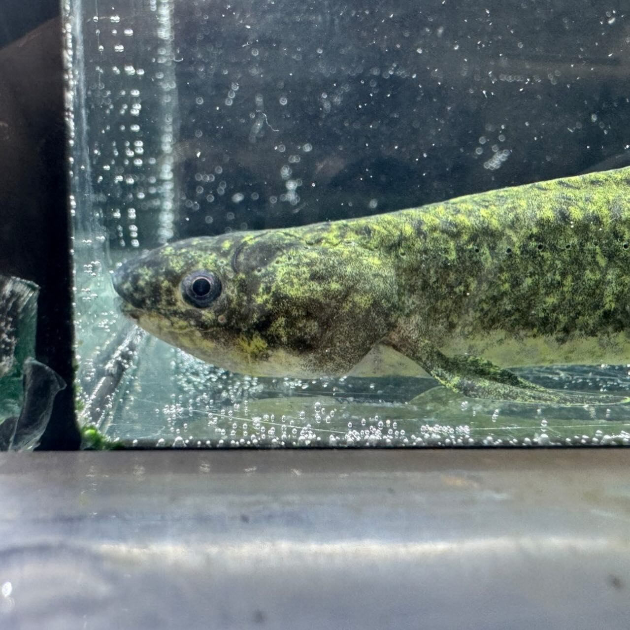 ★ボーナスSALE★