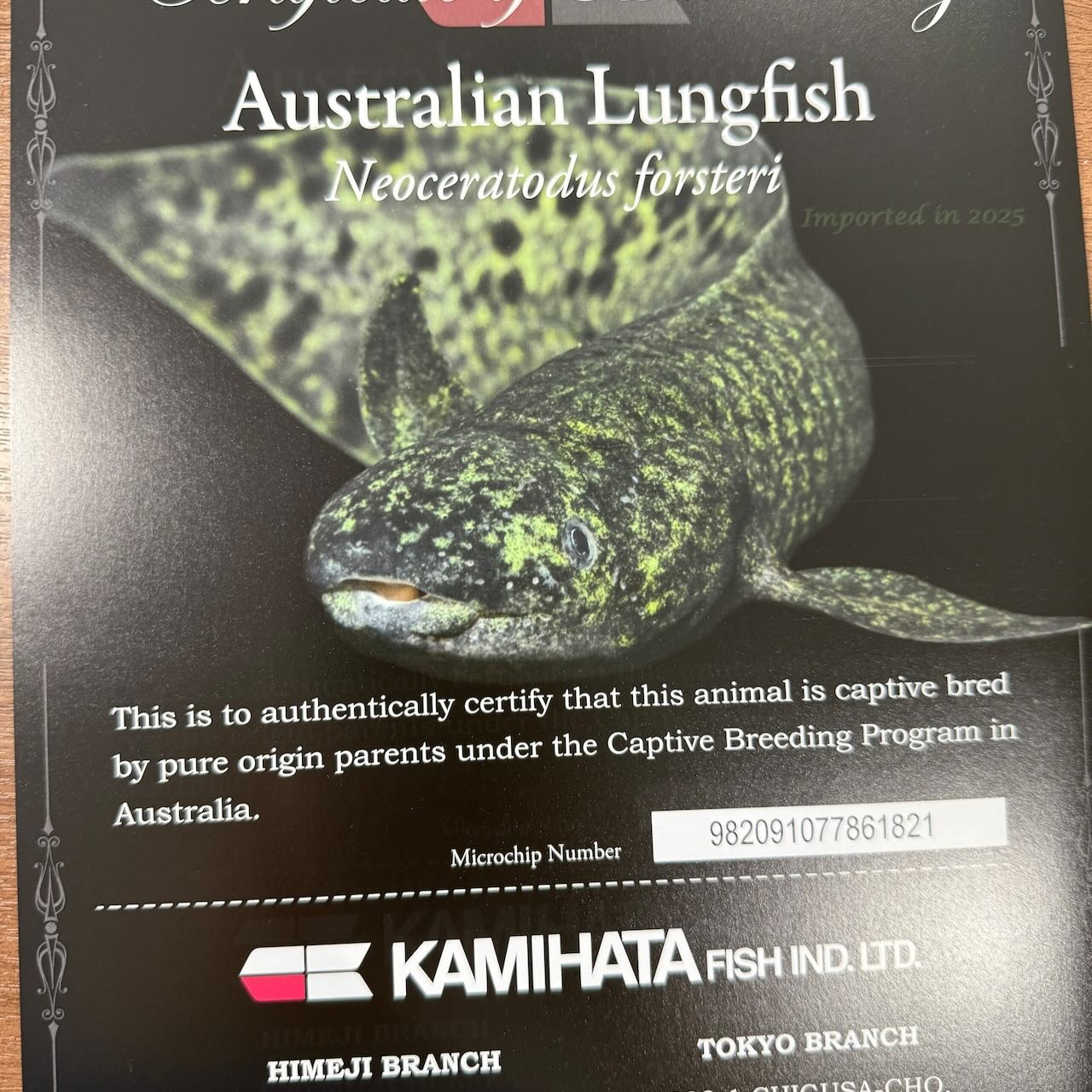 ★ボーナスSALE★