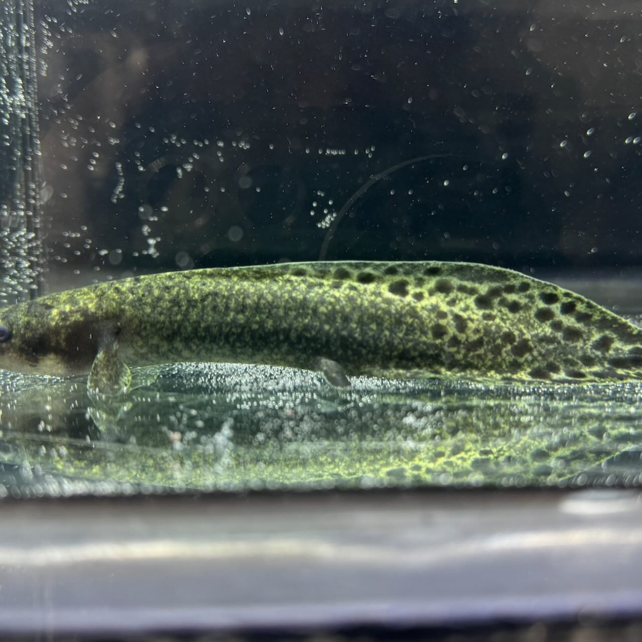 ★ボーナスSALE★