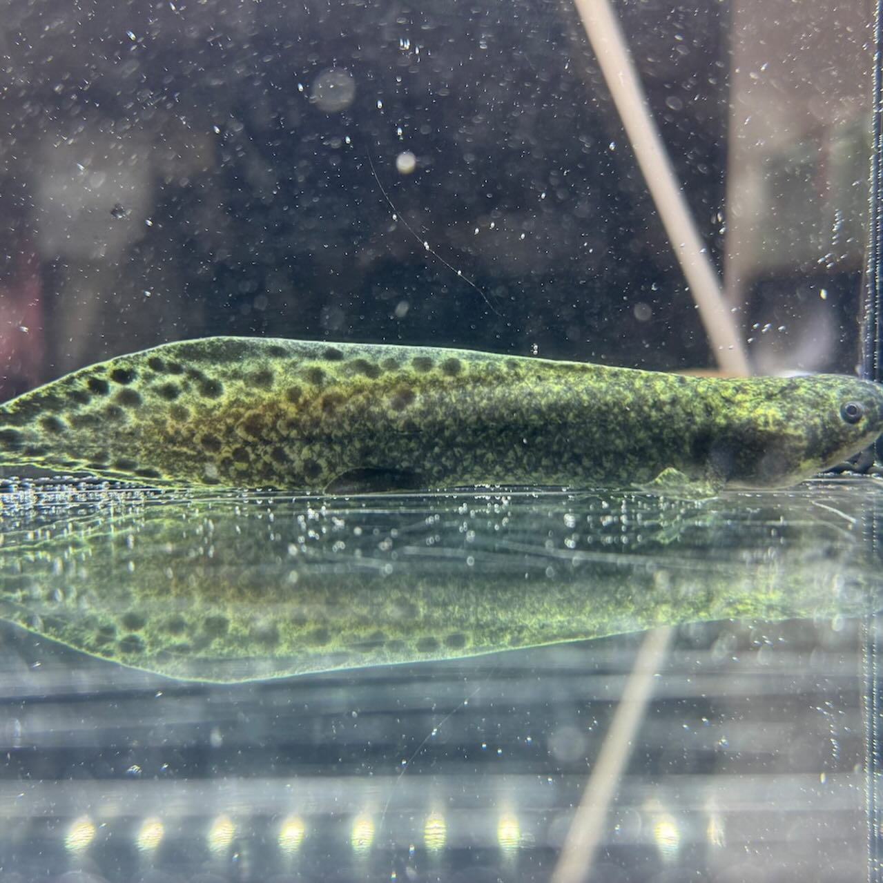 ★ボーナスSALE★