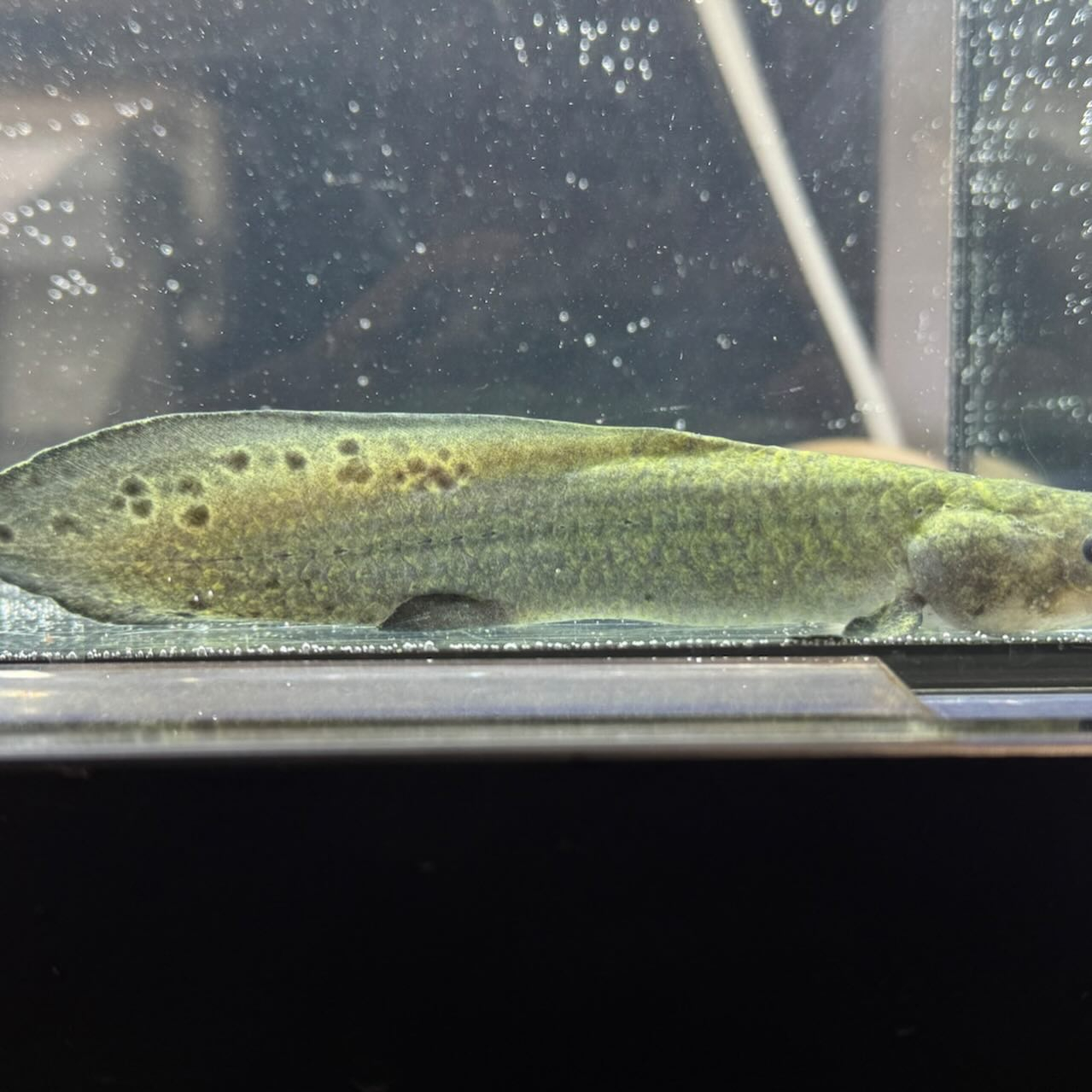 ★ボーナスSALE★