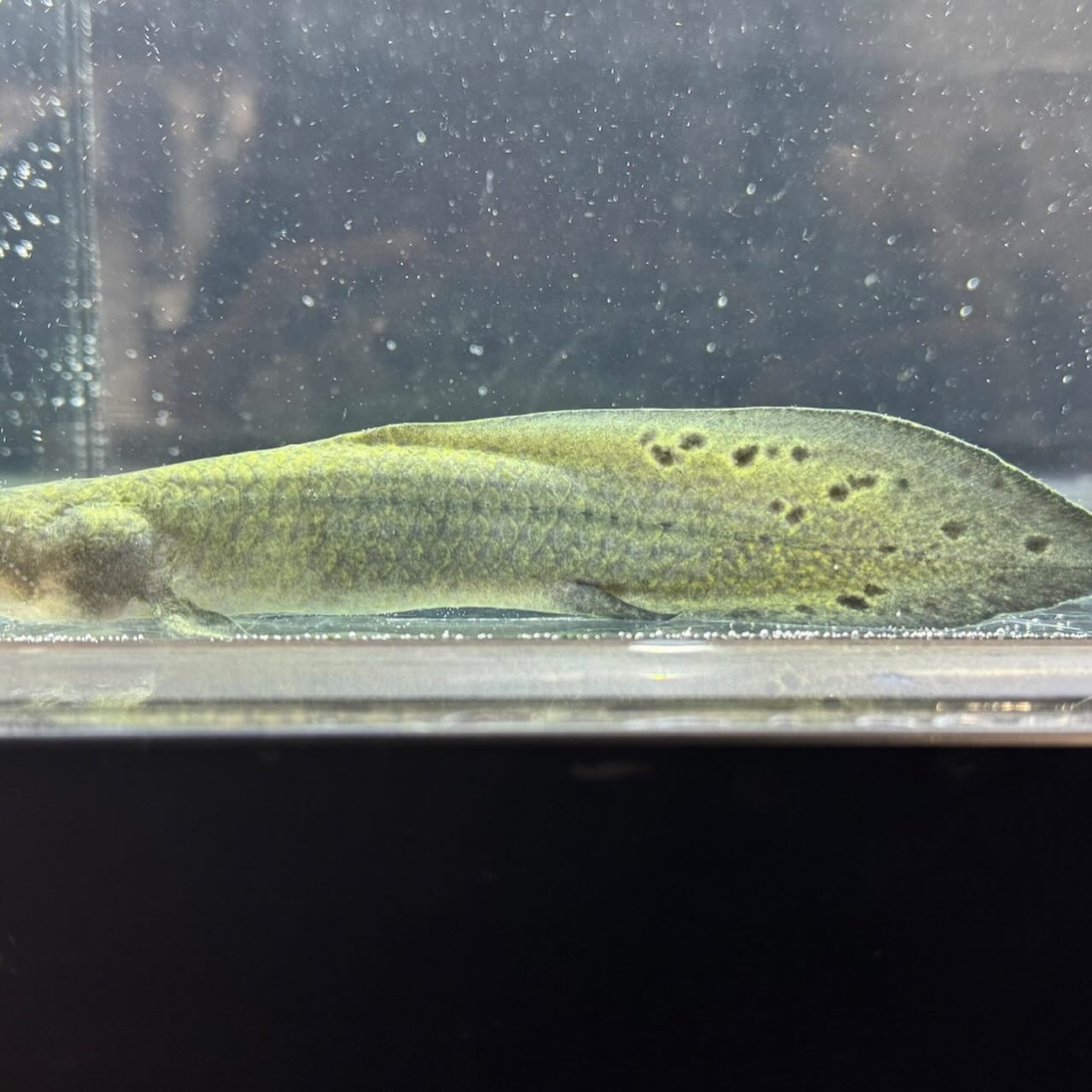 ★ボーナスSALE★