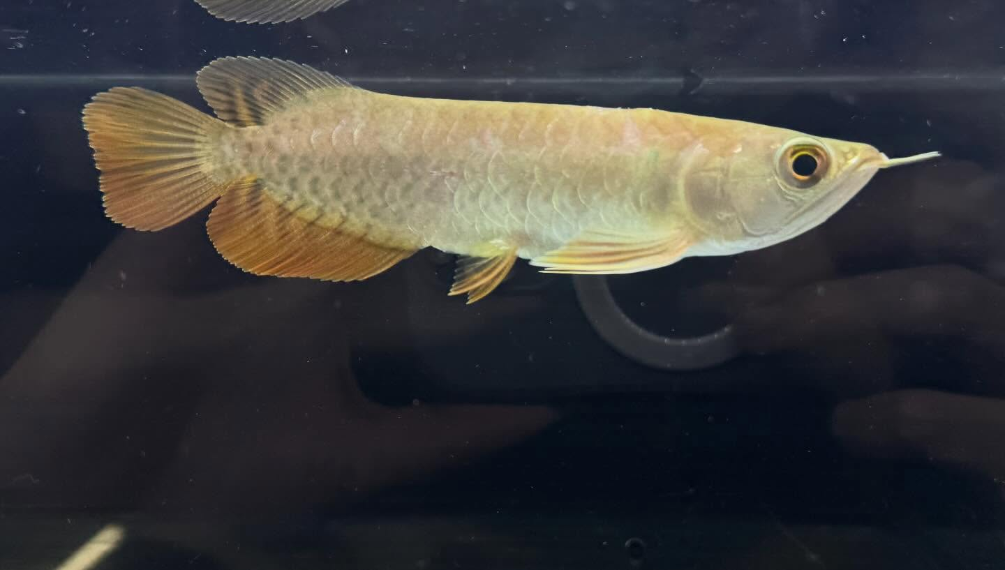 aquastyleg.base.shop/items/127...