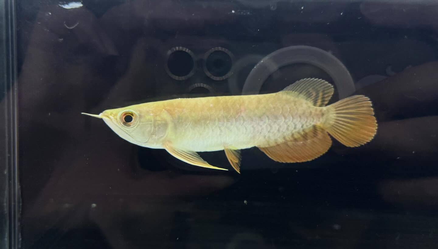 aquastyleg.base.shop/items/127...