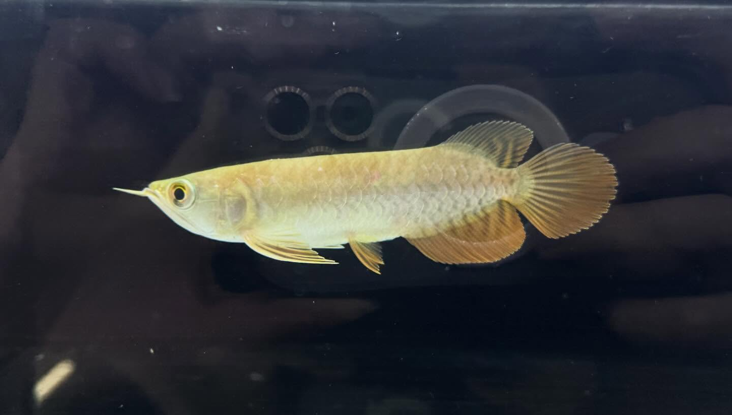 aquastyleg.base.shop/items/127...