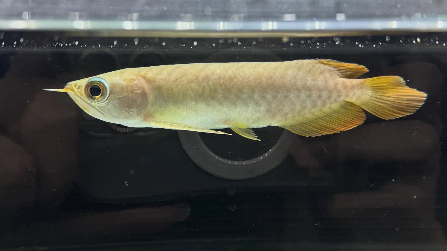 aquastyleg.base.shop/items/127...