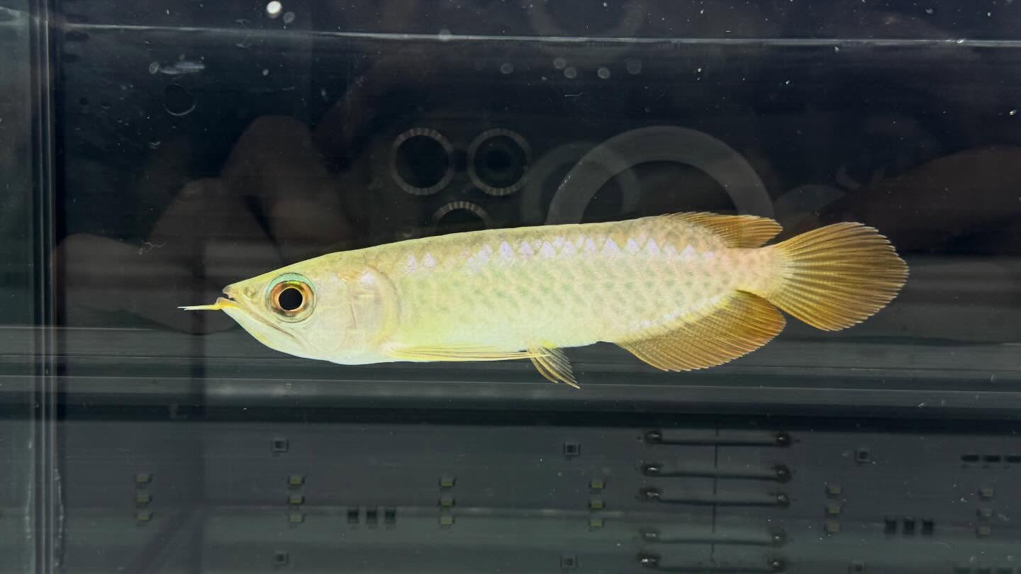 aquastyleg.base.shop/items/127...