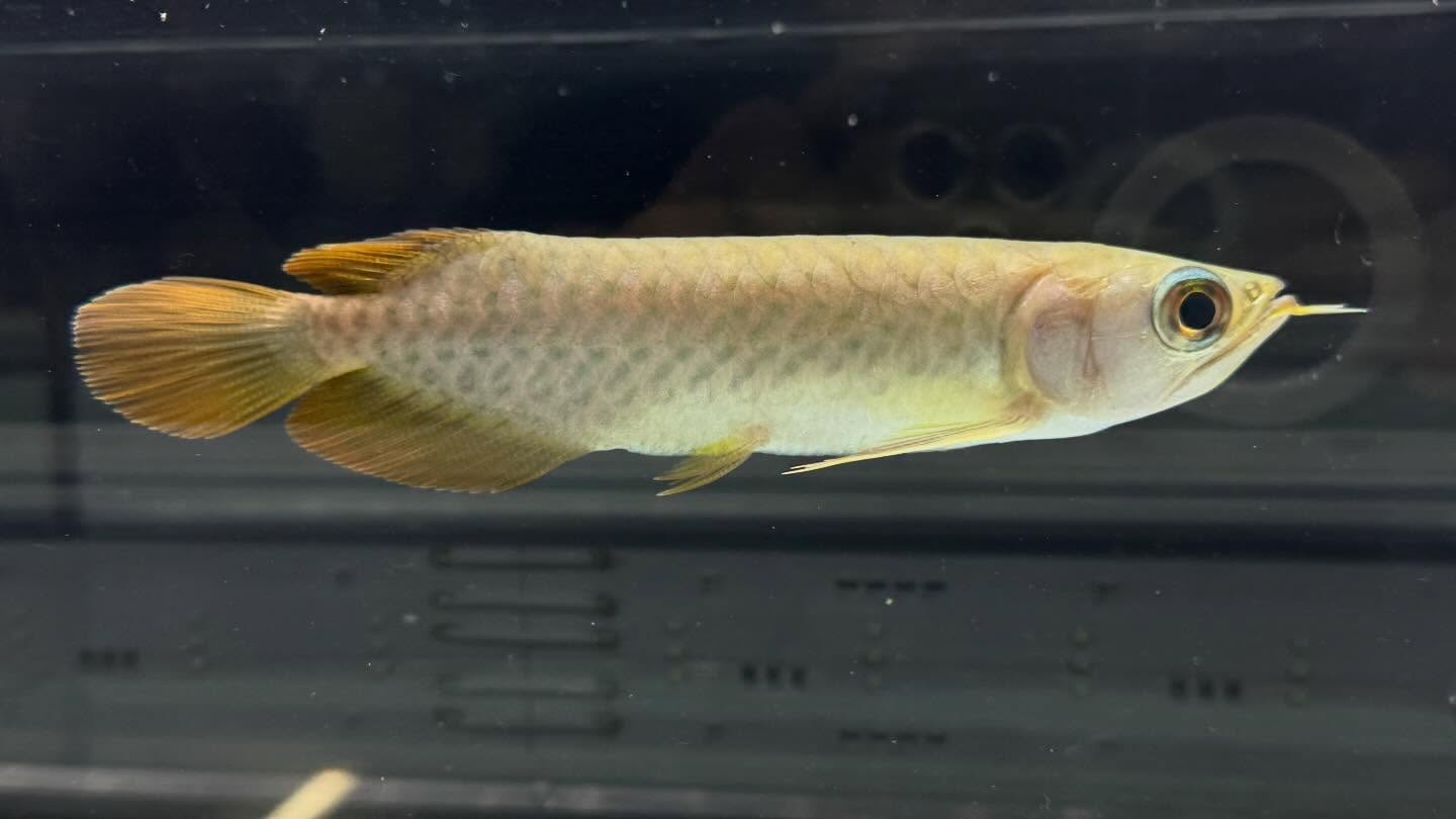 aquastyleg.base.shop/items/127...