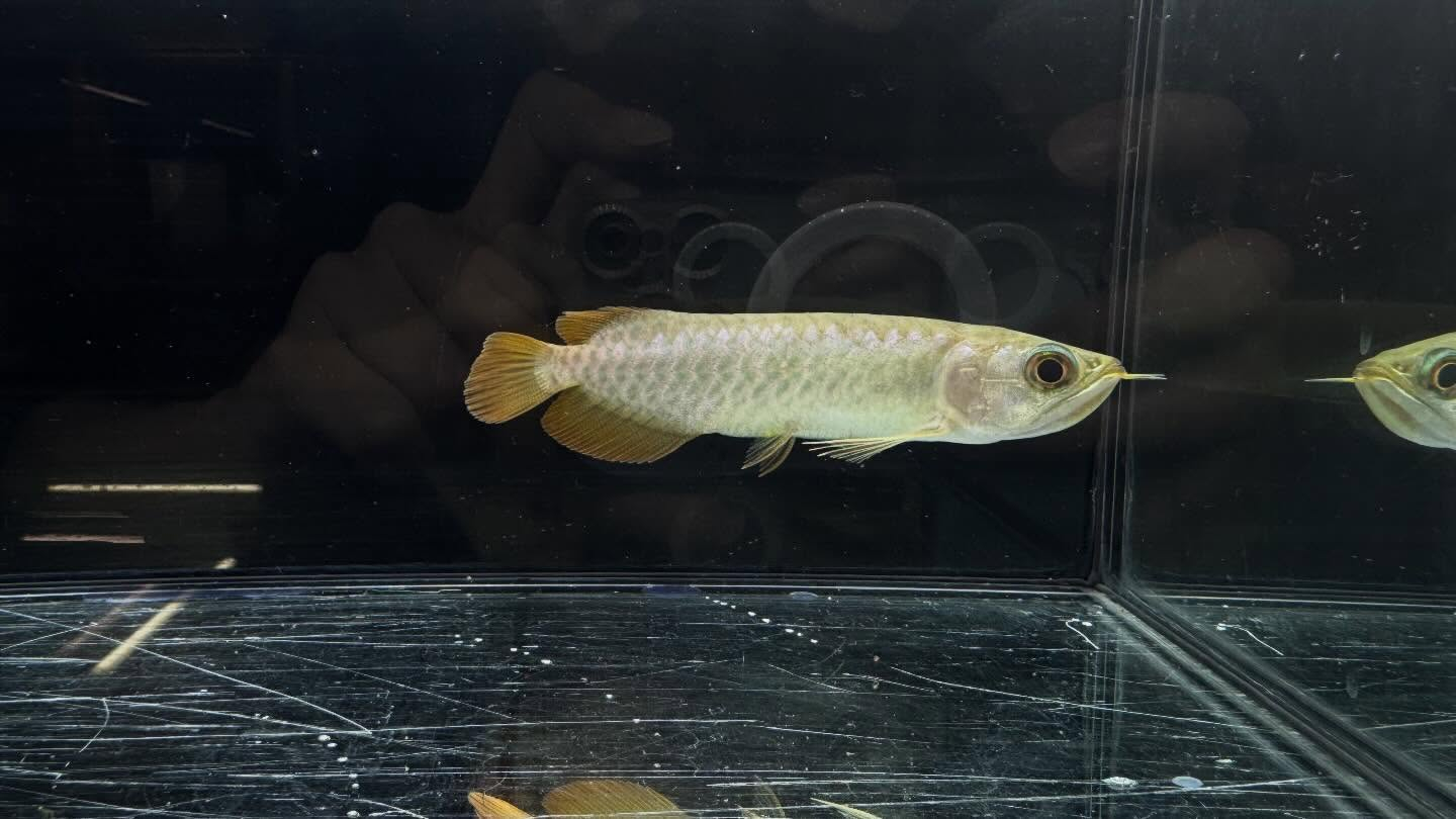 aquastyleg.base.shop/items/127...