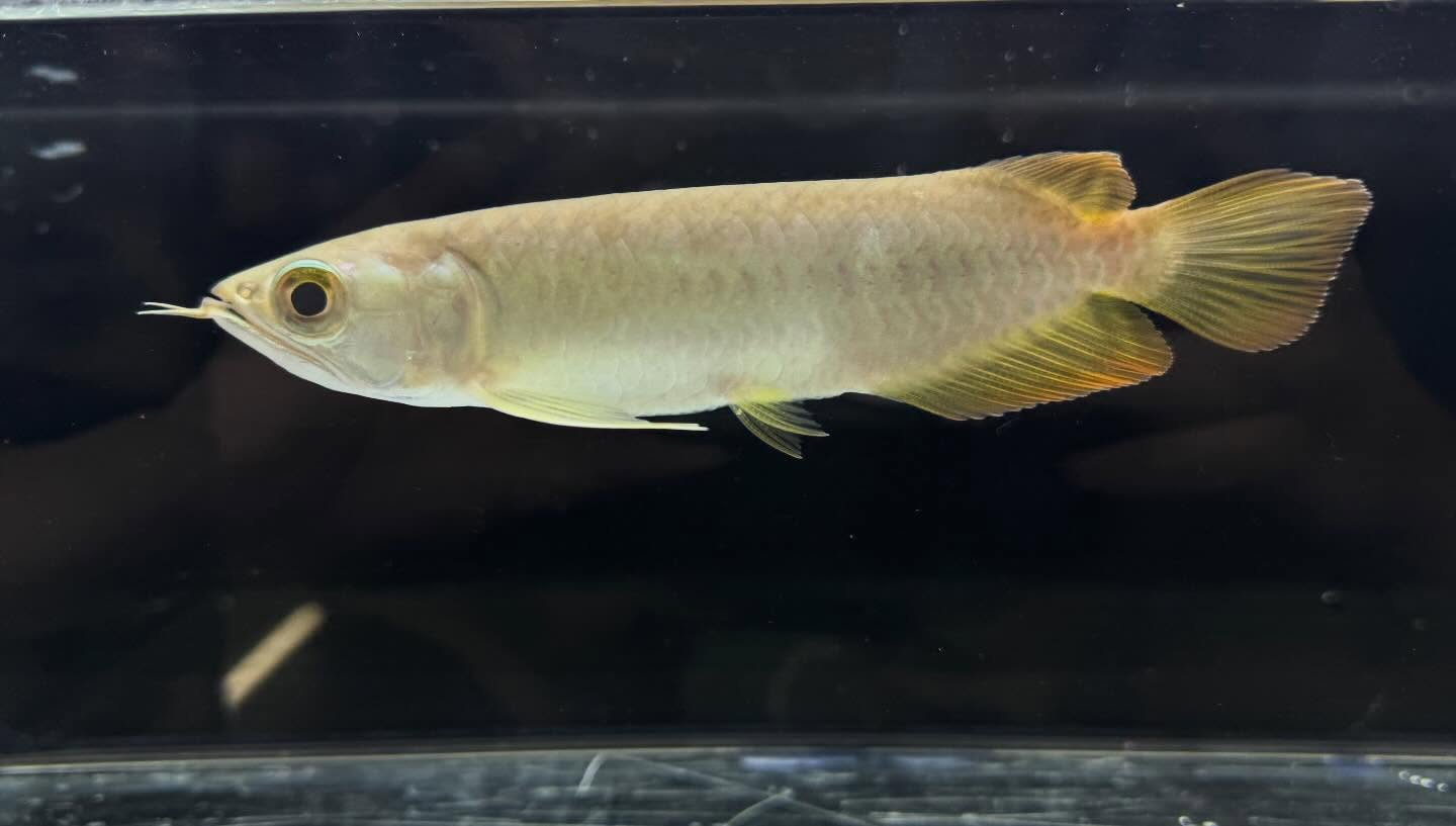 aquastyleg.base.shop/items/127...