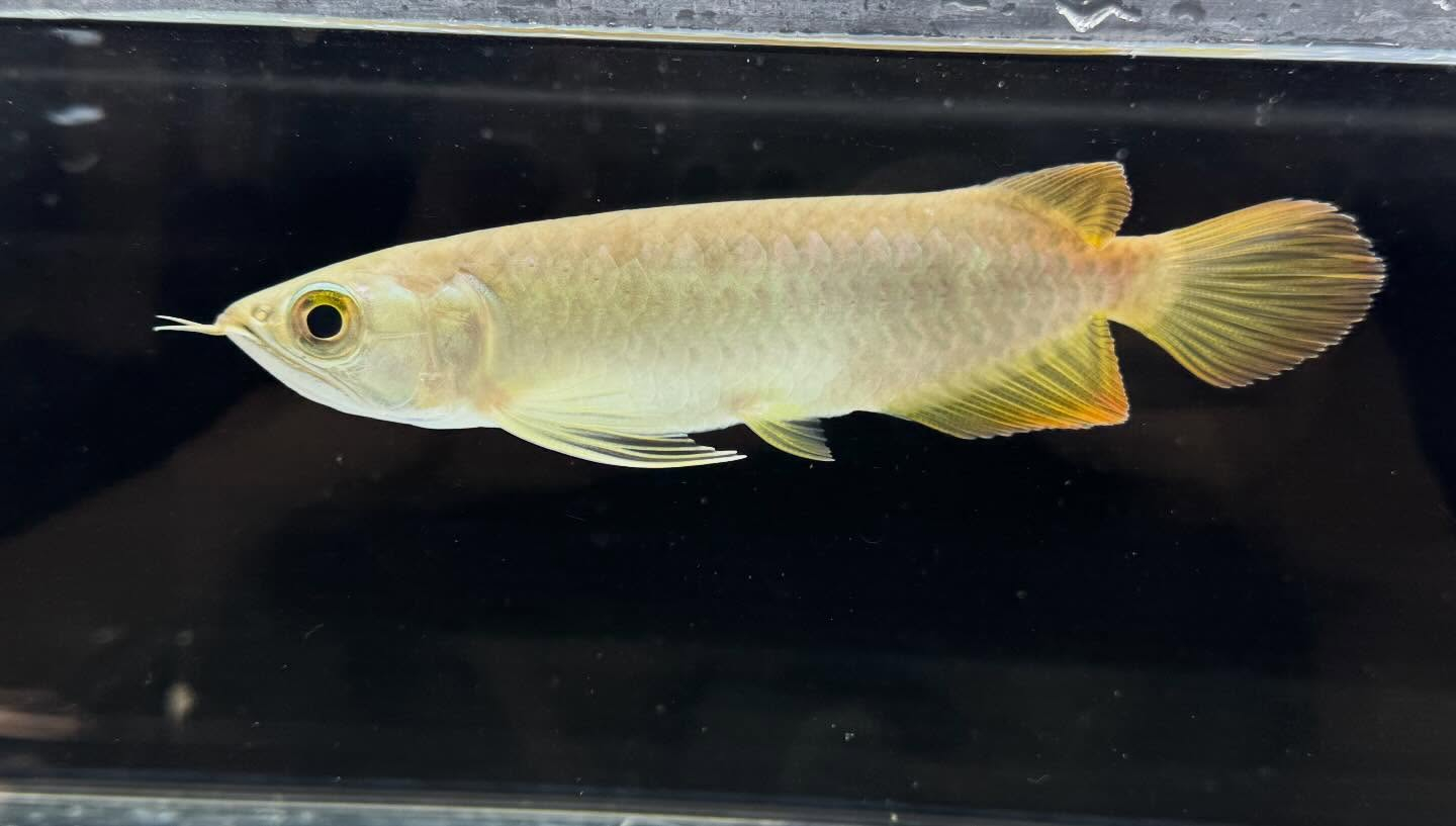 aquastyleg.base.shop/items/127...