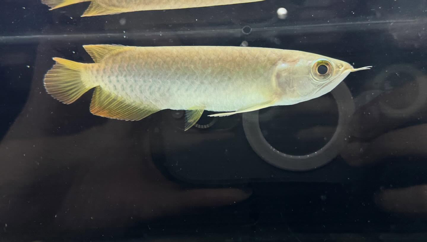 aquastyleg.base.shop/items/127...