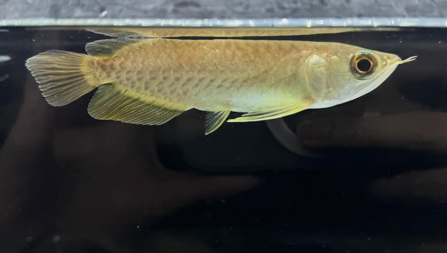 aquastyleg.base.shop/items/127...