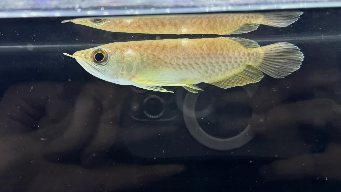 aquastyleg.base.shop/items/127...