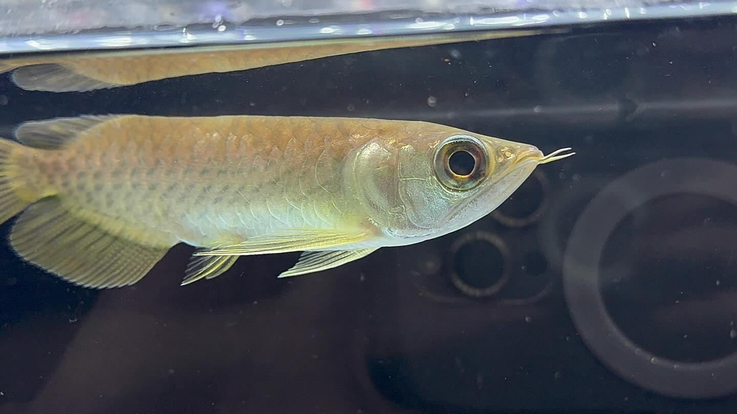 aquastyleg.base.shop/items/127...