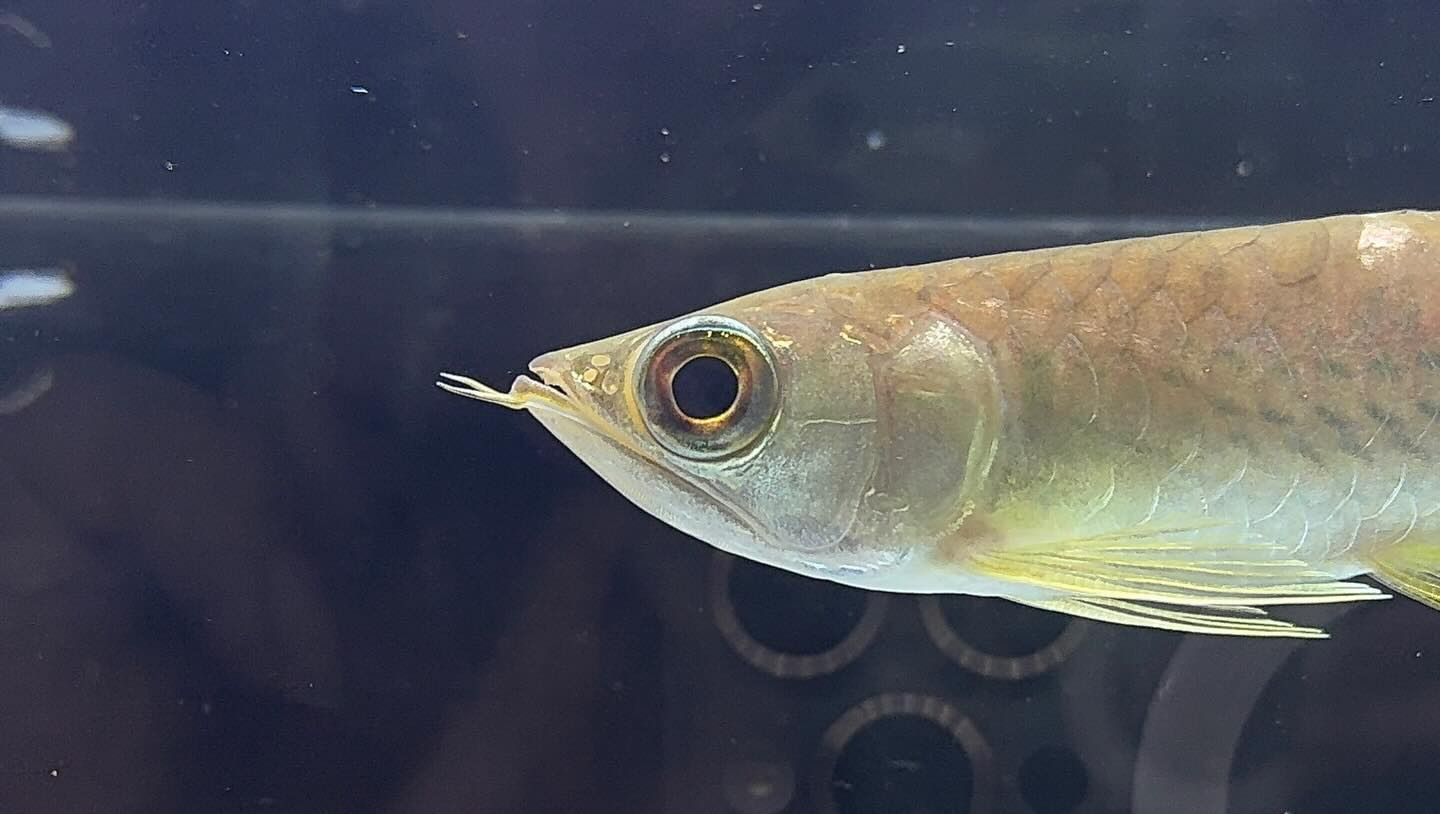 aquastyleg.base.shop/items/127...