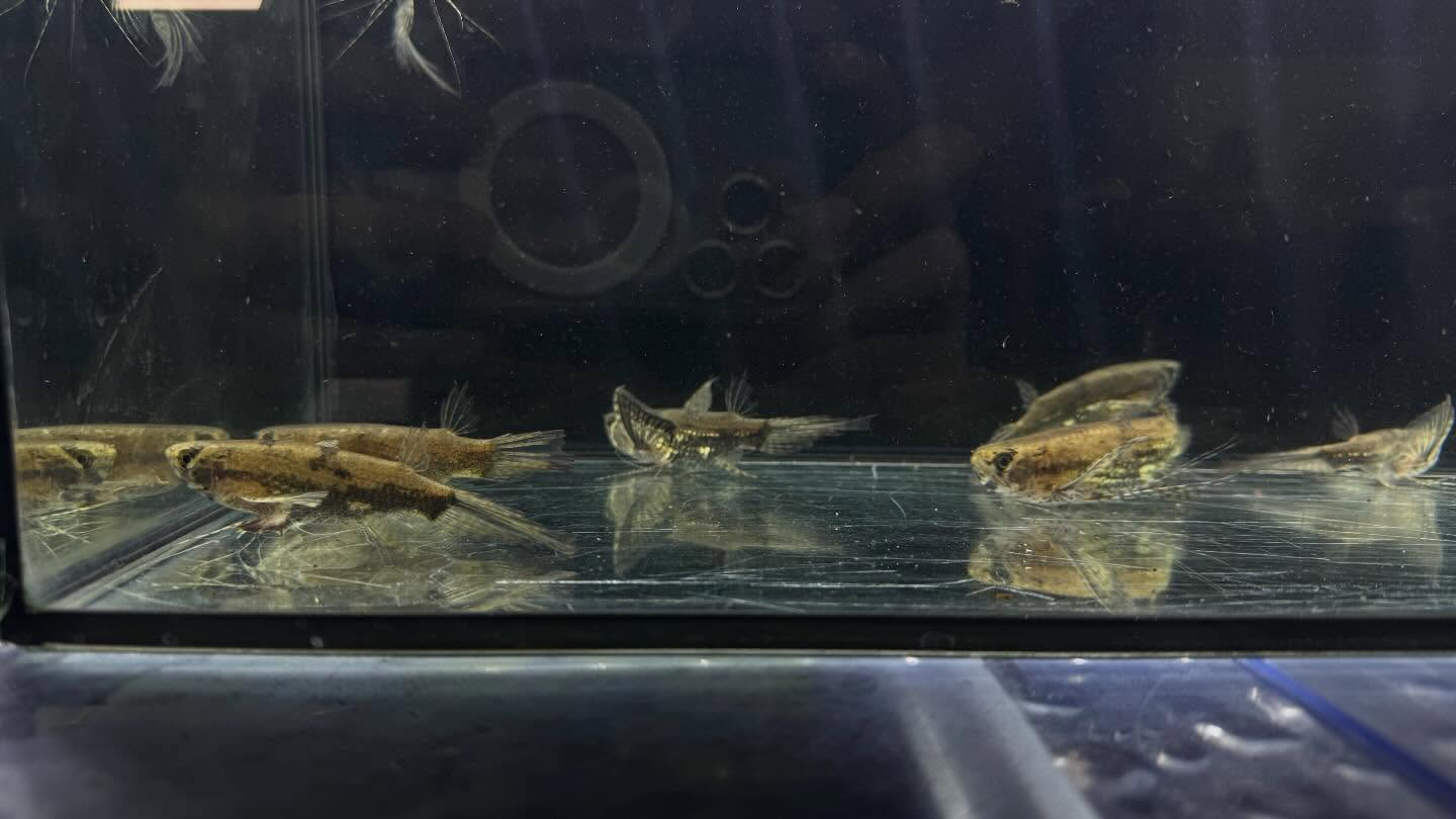 aquastyleg.base.shop/items/120...