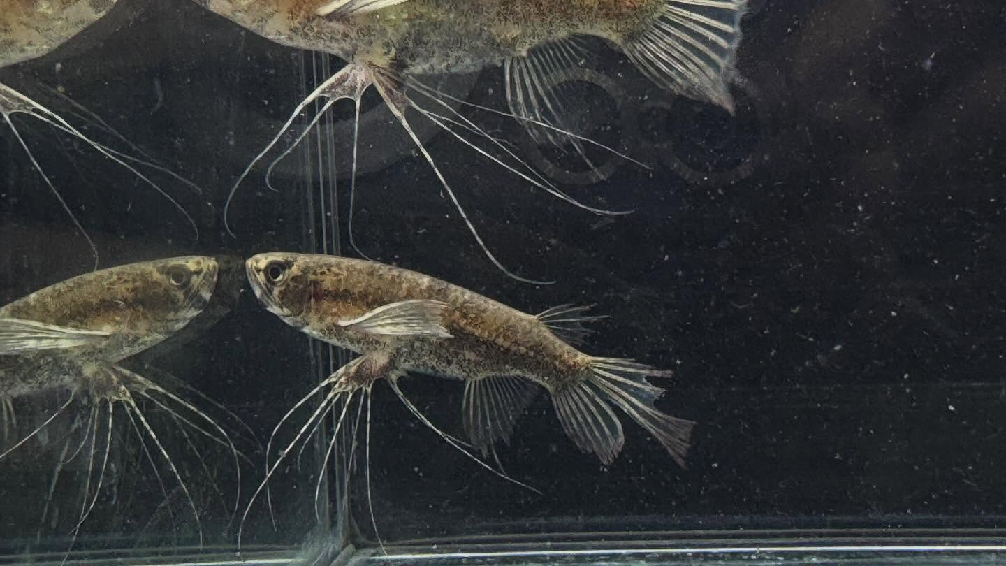 aquastyleg.base.shop/items/120...