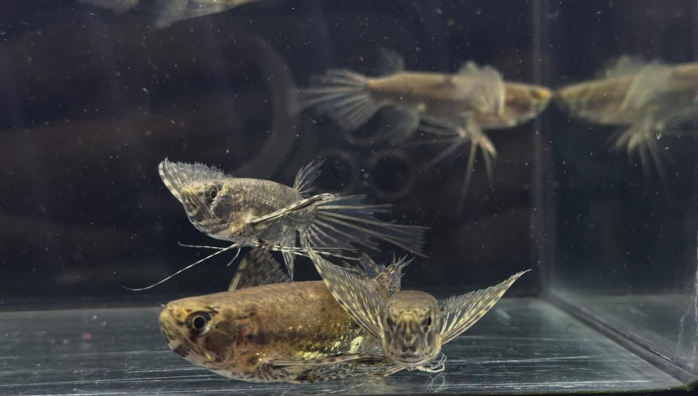 aquastyleg.base.shop/items/120...