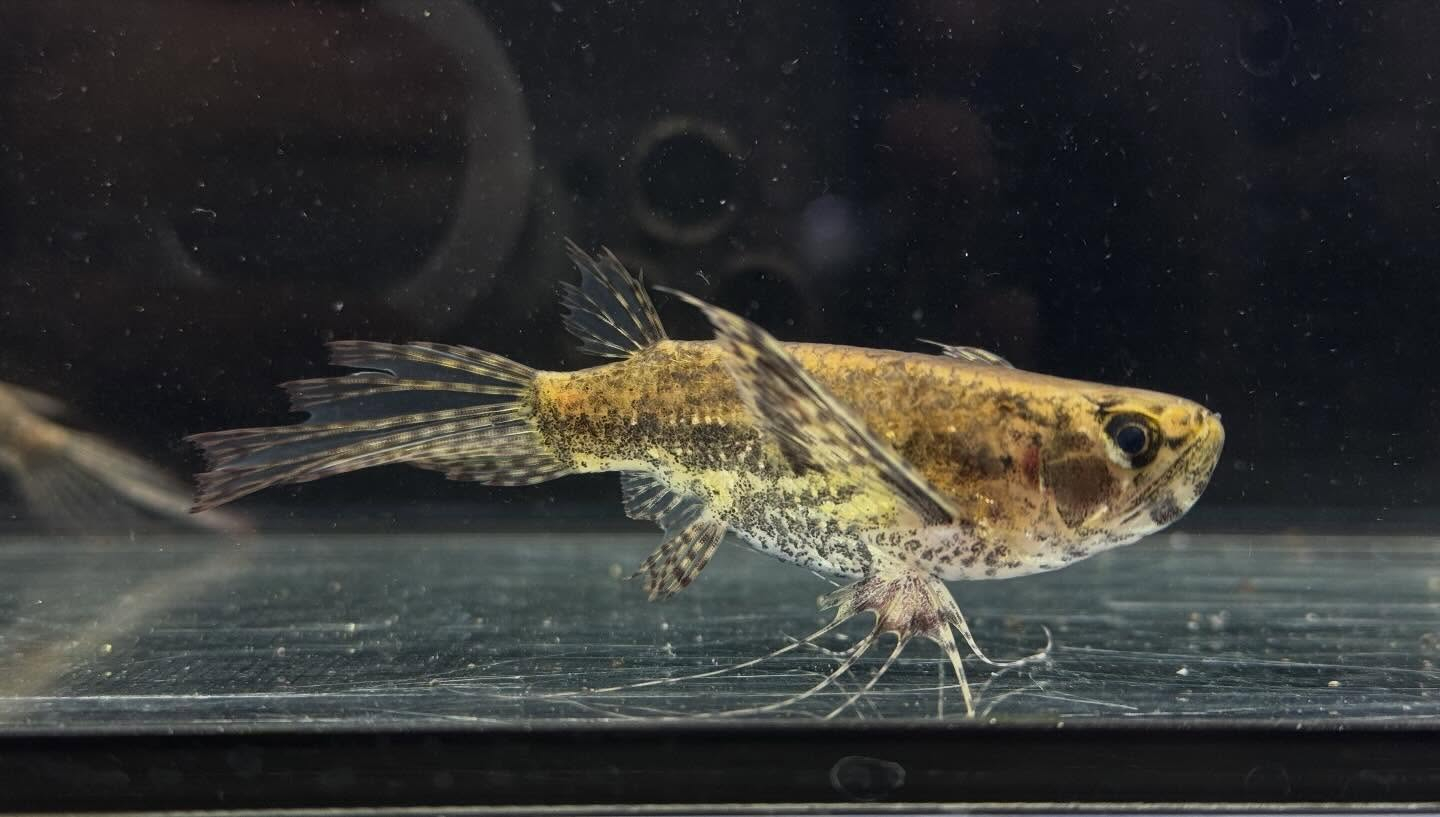 aquastyleg.base.shop/items/120...