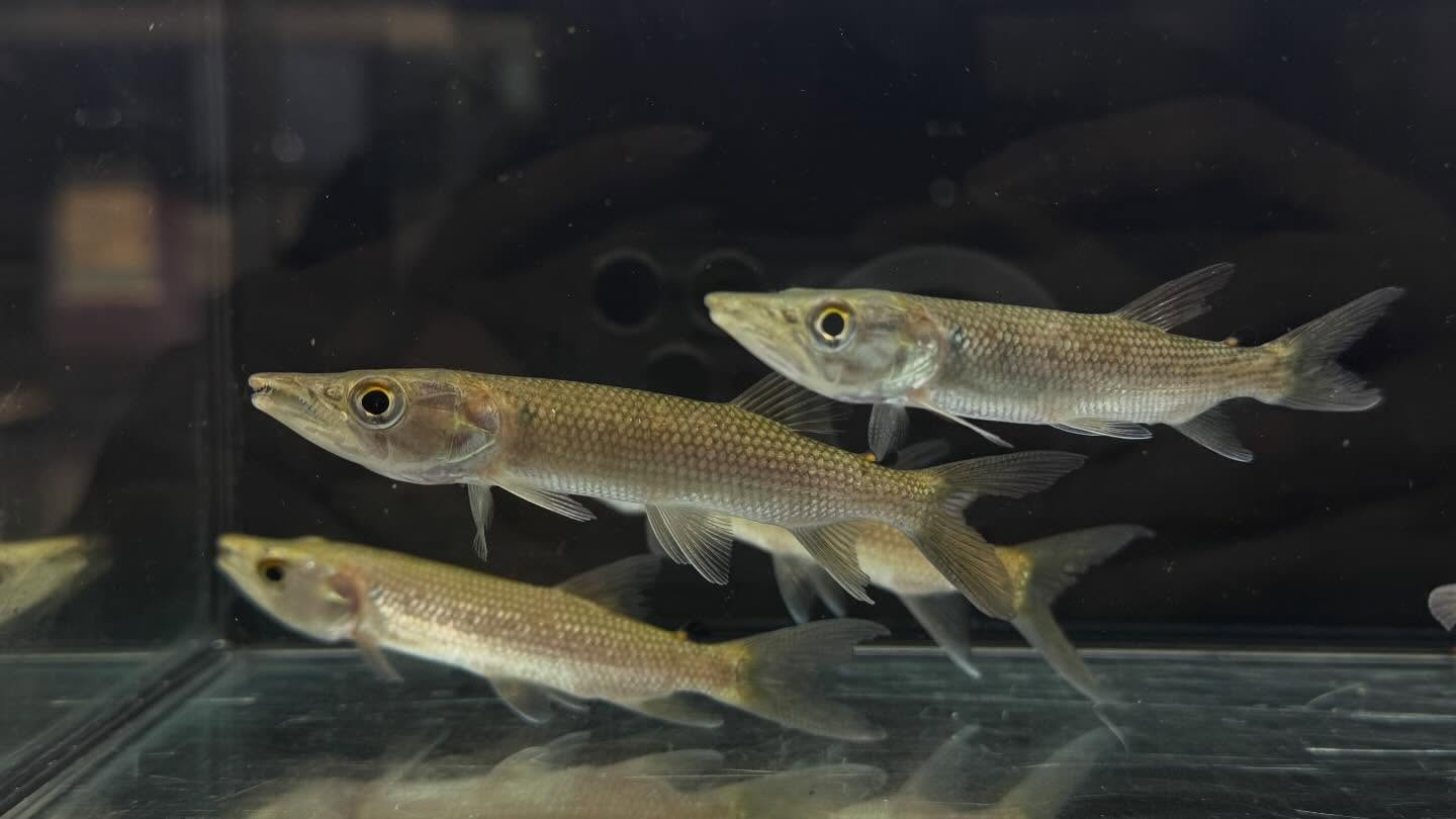 aquastyleg.base.shop/items/127...