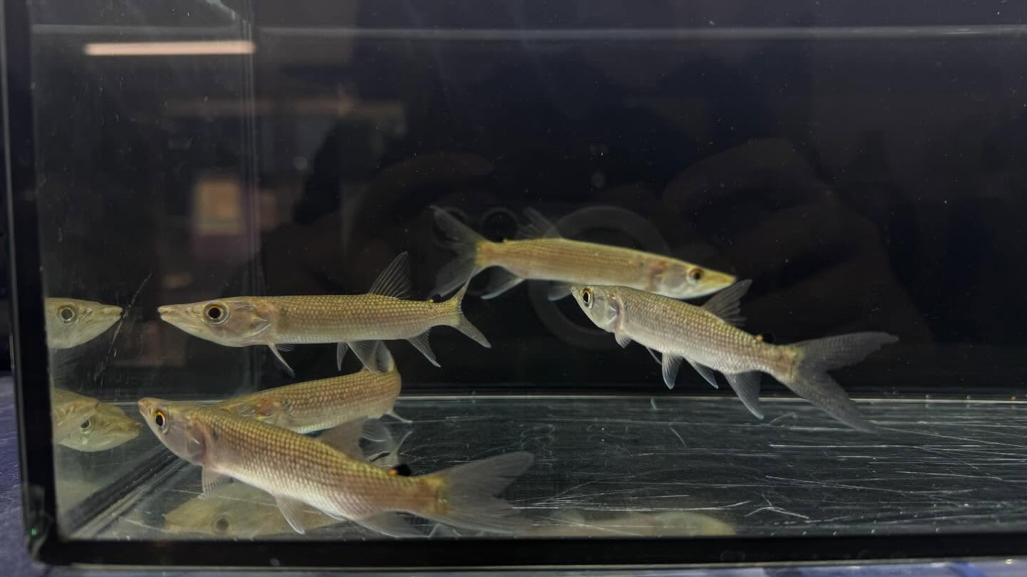 aquastyleg.base.shop/items/127...