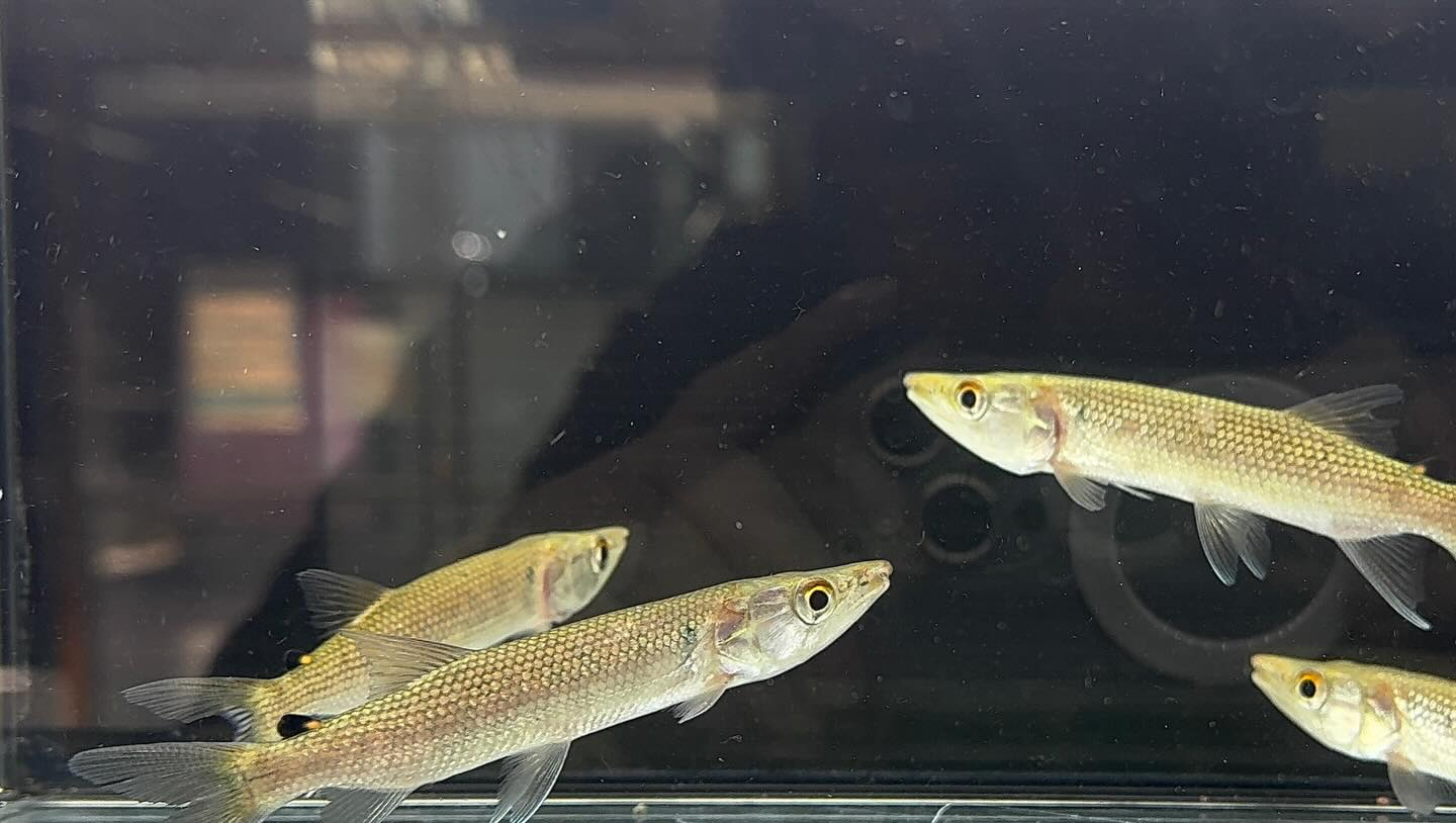 aquastyleg.base.shop/items/127...