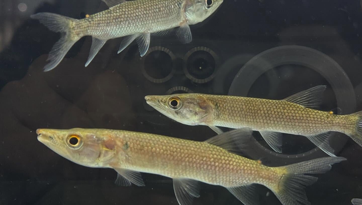 aquastyleg.base.shop/items/127...