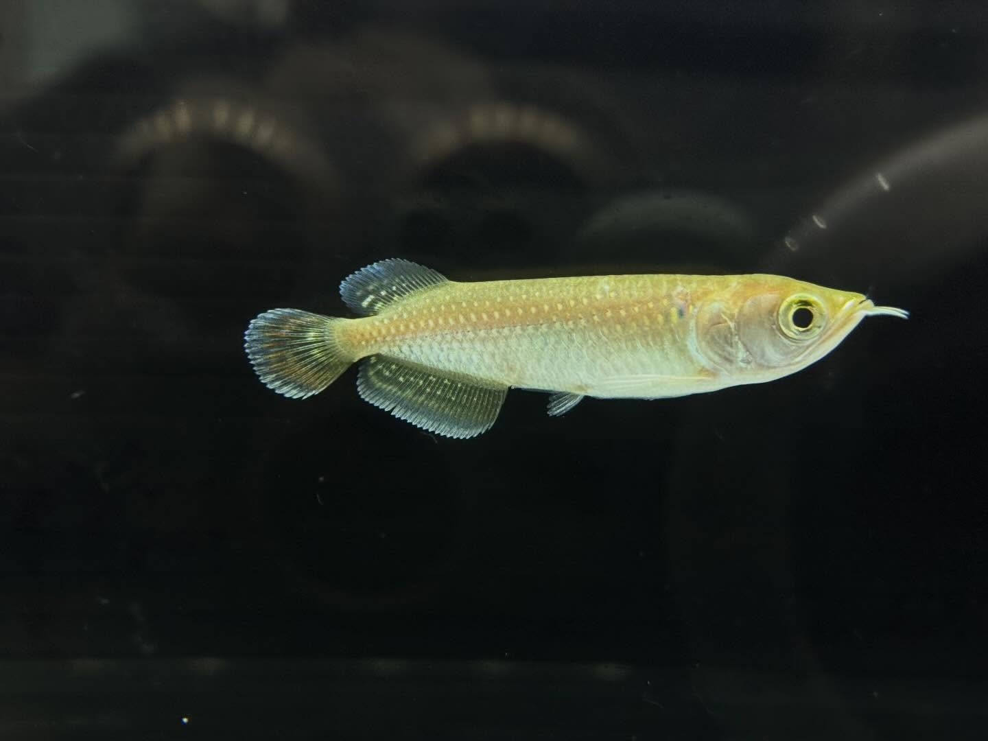 aquastyleg.base.shop/items/127...