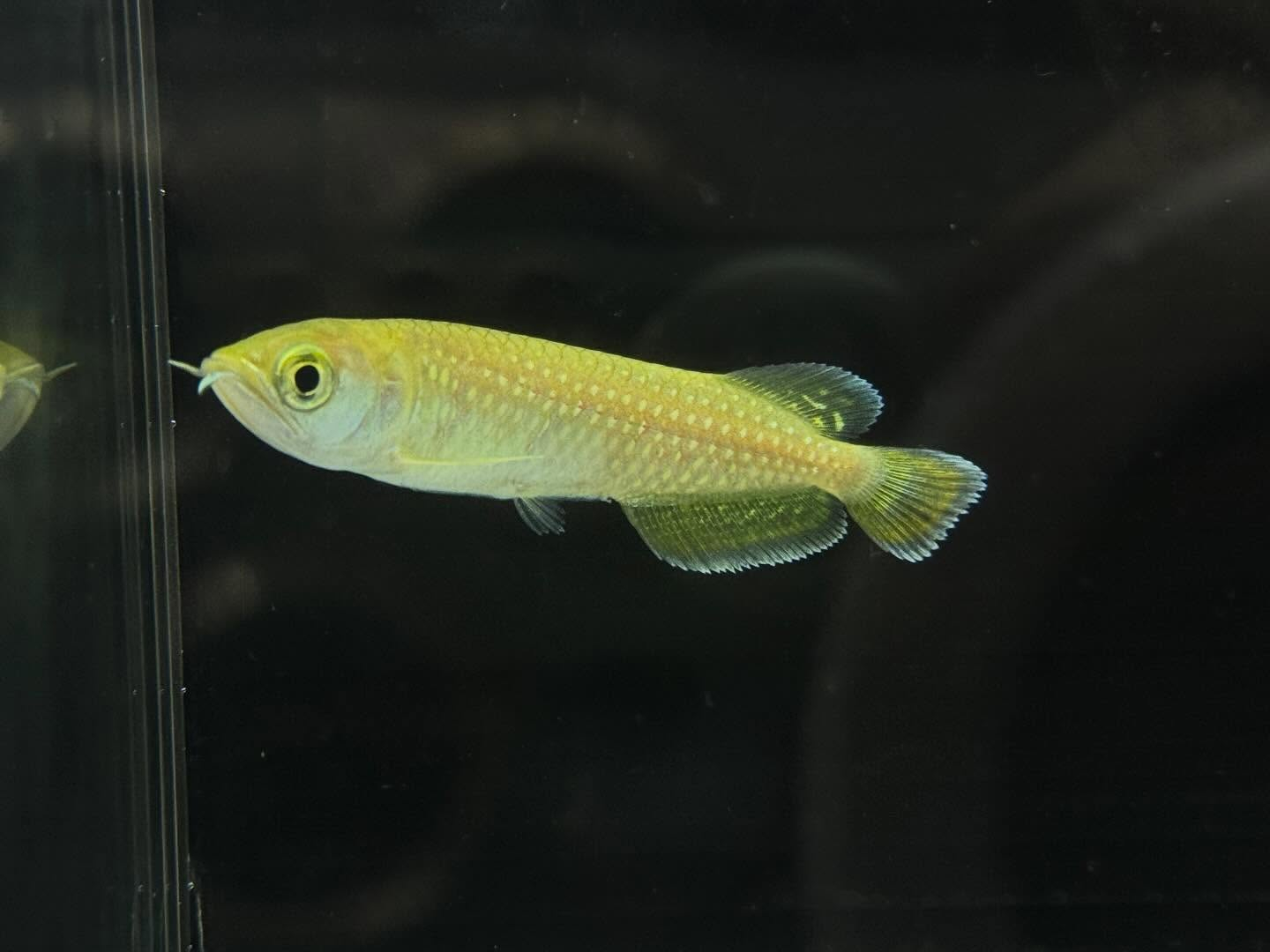 aquastyleg.base.shop/items/127...