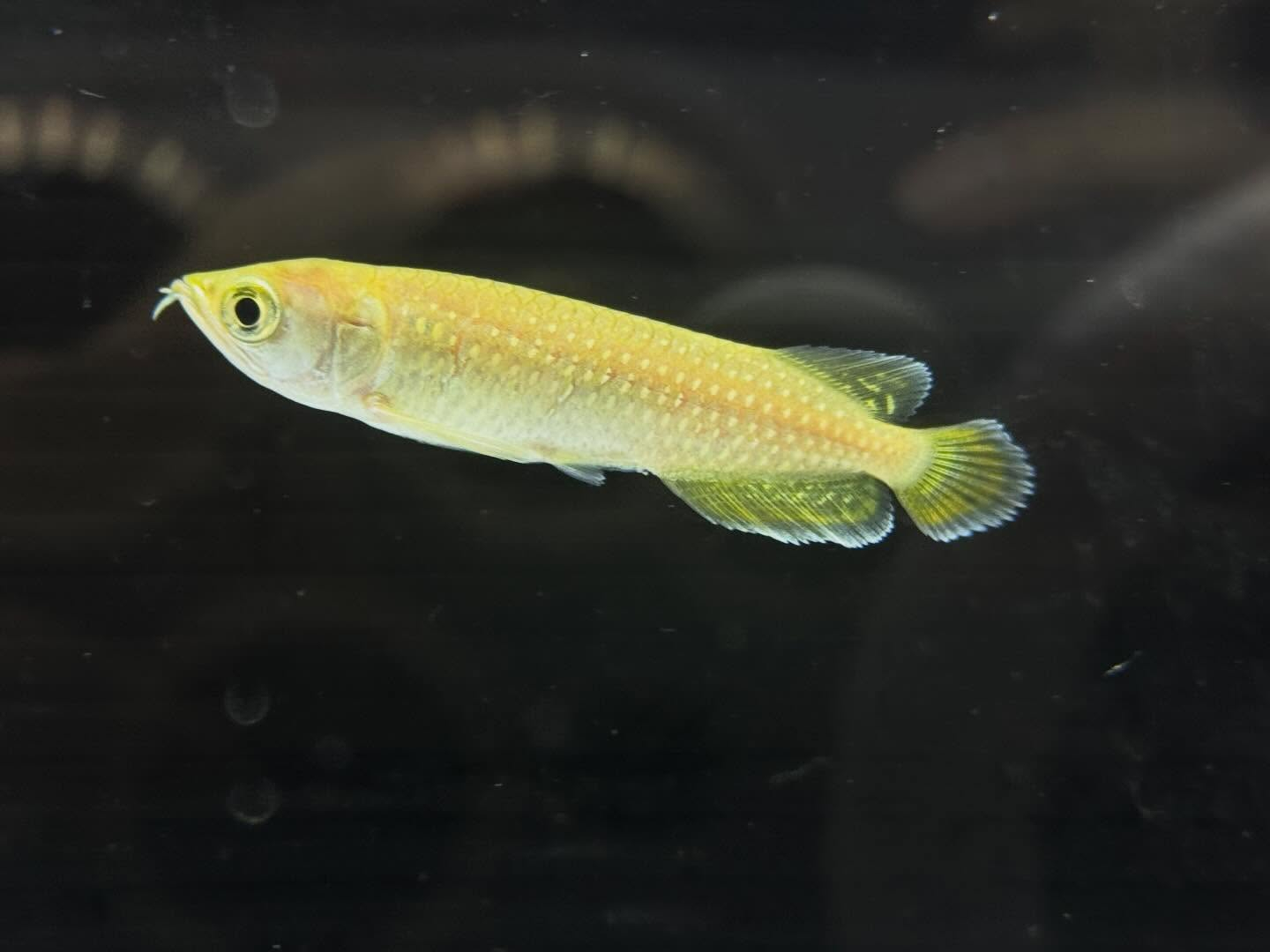 aquastyleg.base.shop/items/127...